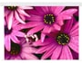 Ecran de projection ORAY Square Pro motorise 225 x 300